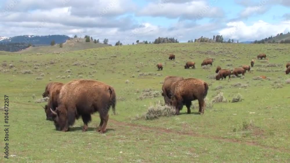 Bison buffalo graze and walk in Yellowstone National Park in summer. Bison buffalo graze and walk in Yellowstone National Park in summer.