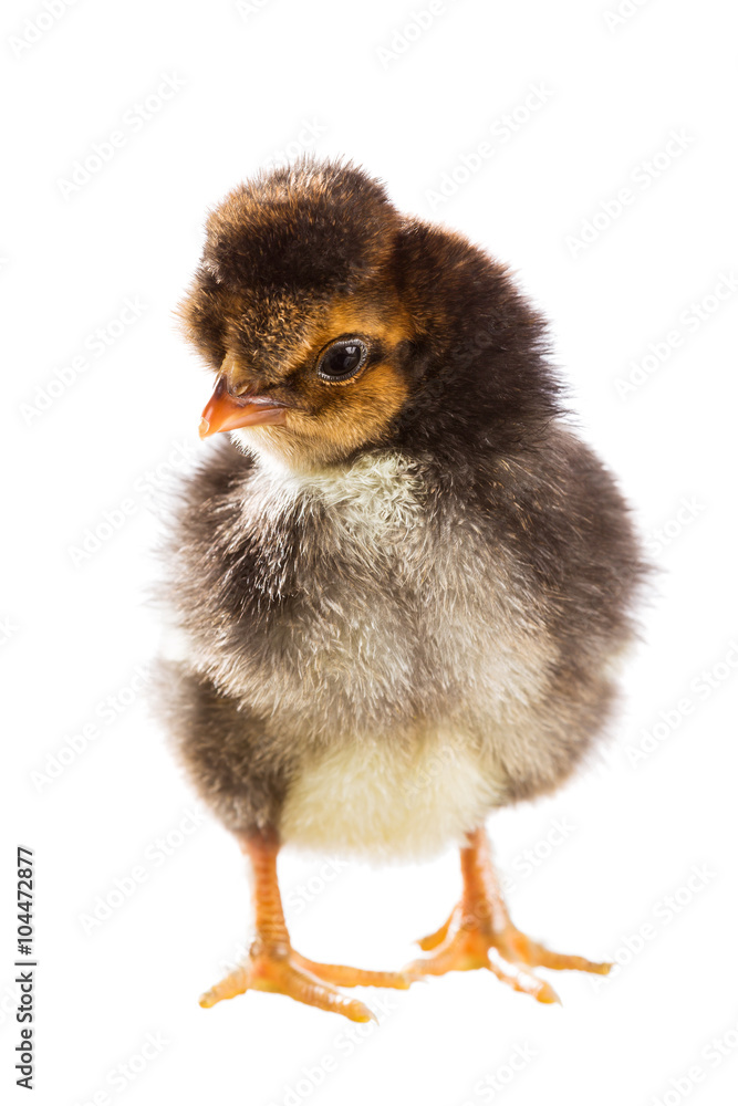 Chicken Chicken