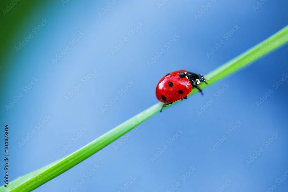 Ladybug on green gradd and blue background Ladybug on green gradd and blue background