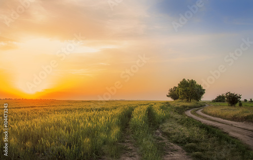  dirt road stretches into the distance at sunset, dawn, the field with ears of wheat, rye. Time of harvest. Individual trees along the road. The sky with small clouds. 