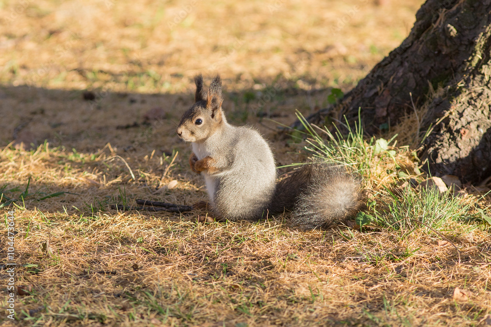 squirrel in autumn squirrel in autumn
