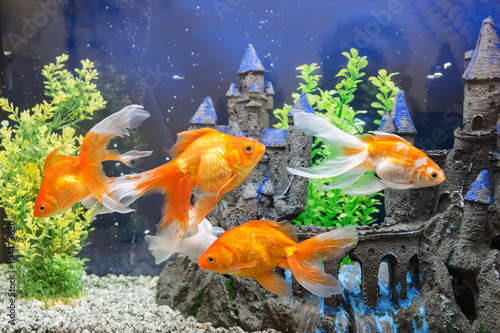 aquarium with goldfish