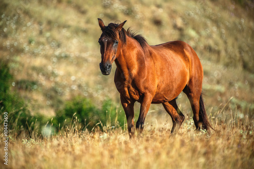 Fototapeta Naklejka Na Ścianę i Meble -  Wild horse on pasture at sunrise