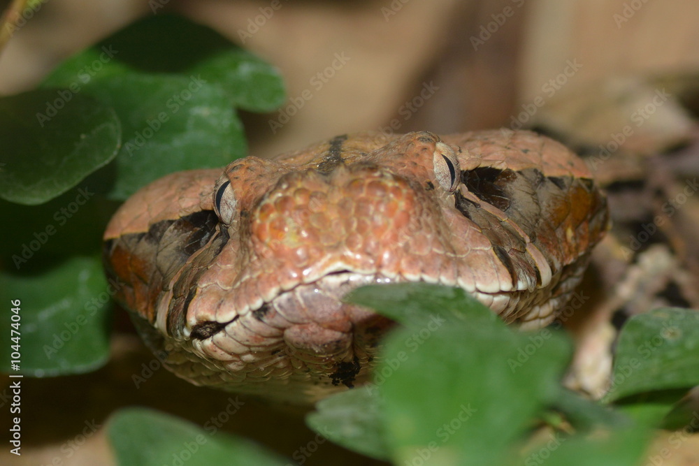 Gabunviper Gabunviper