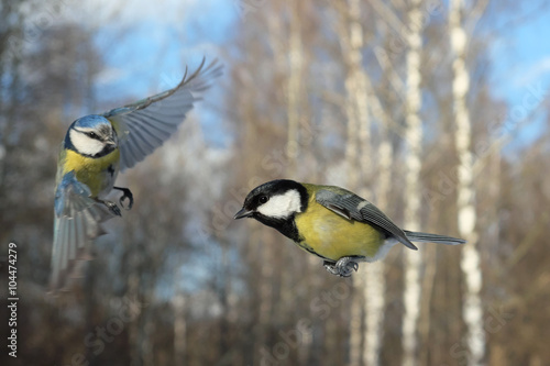 Meeting of Flying Blue Tit and Great Tit
