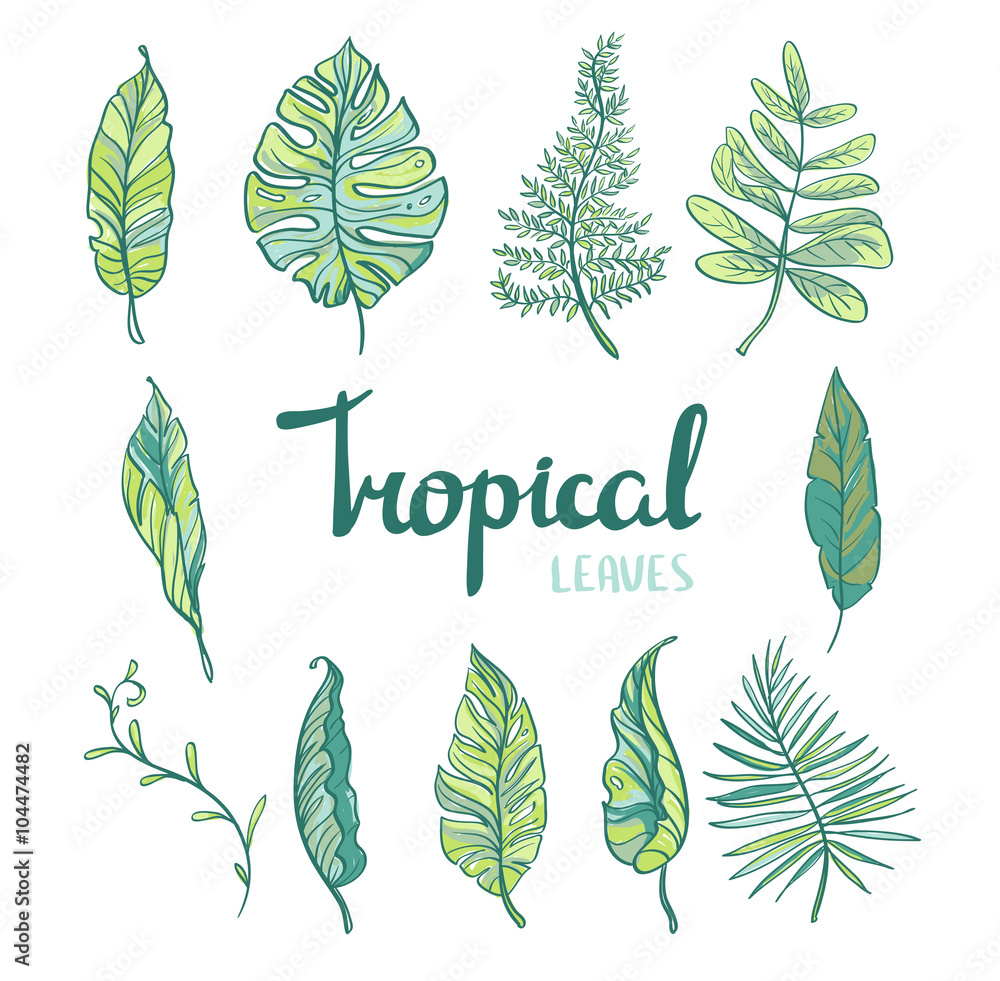 Set of  tropical leaves isolated on white background. Vector illustration