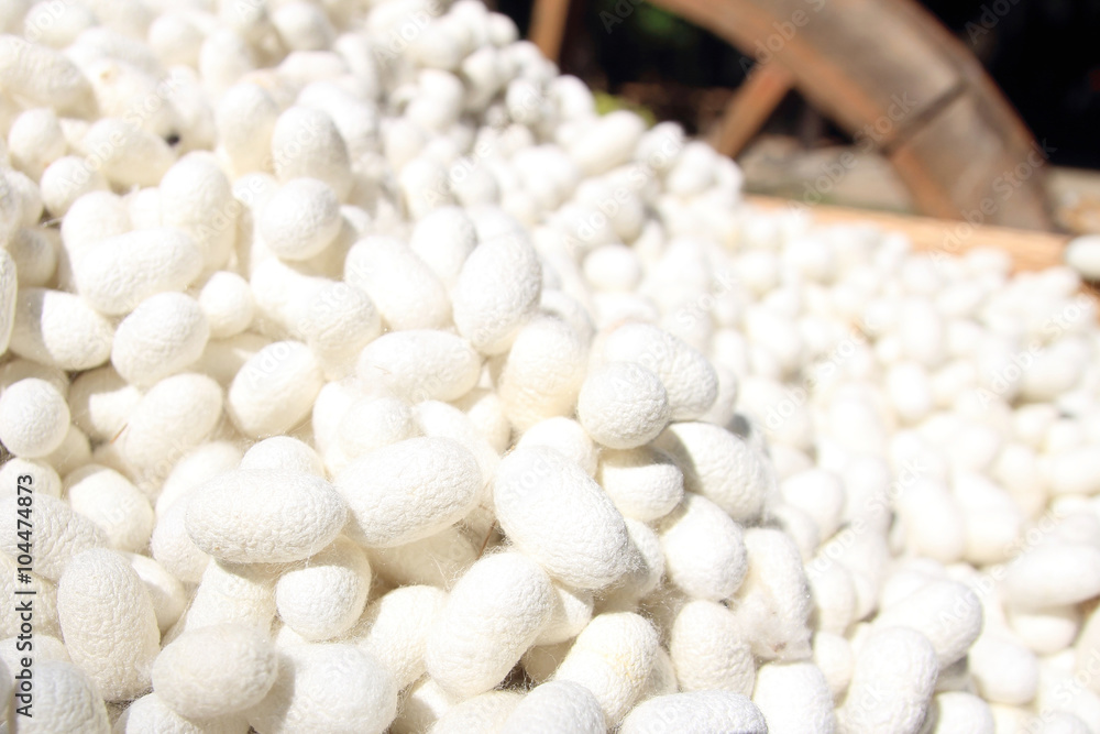 White silkworm cocoon White silkworm cocoon