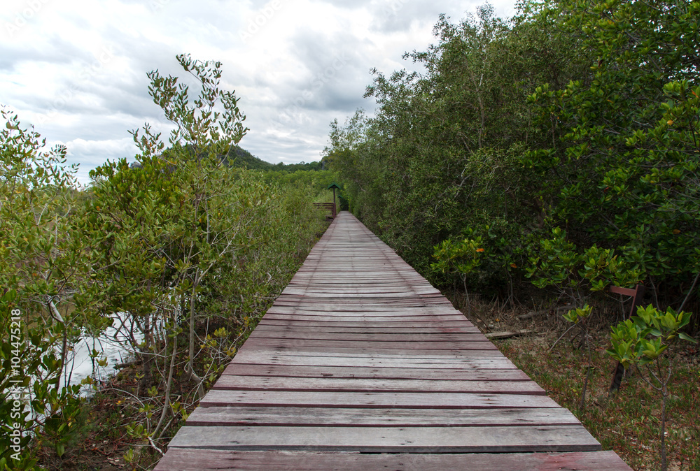 Obraz premium Wooden walkway to study nature