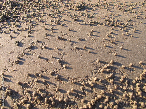 Sand Bubbler Crab Pellets