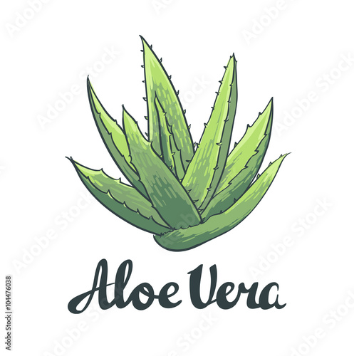Natural Vector Aloe vera illustration isolated object