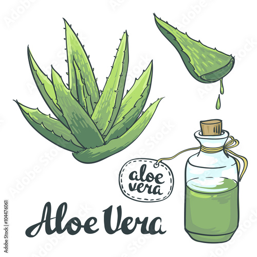 Natural Vector Aloe vera illustration isolated objects