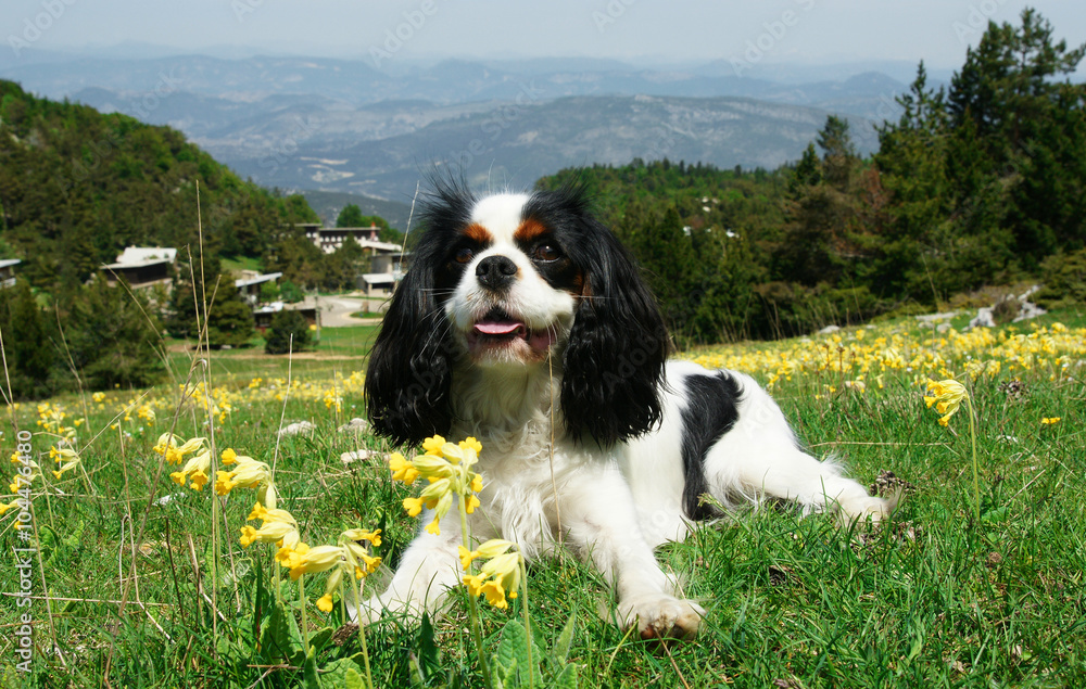 Cavalier King Charles