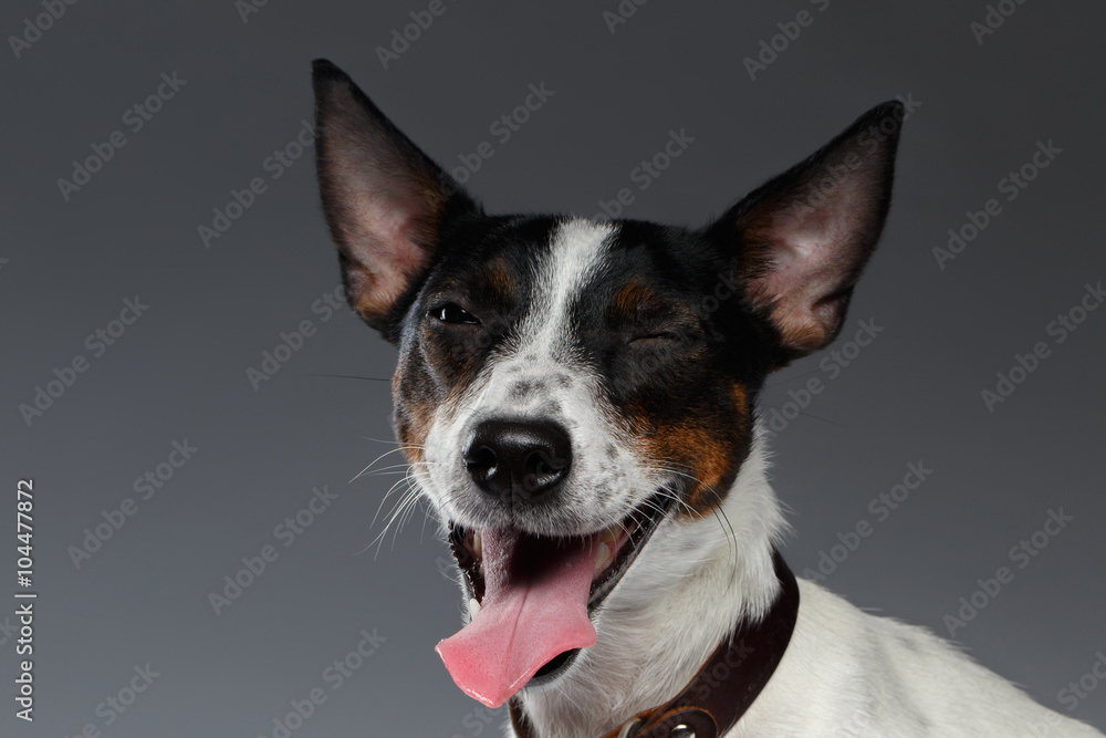 Closeup Portrait of Winked Jack Russell Terrier Dog squints