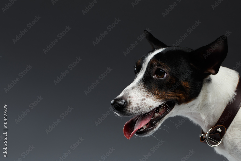 Closeup Portrait of Jack Russell Terrier Dog in Profile view