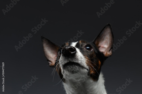 Closeup Portrait of Jack Russell Terrier Dog Looking up