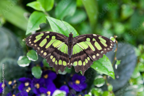 Malachite butterfly on the green leafs,