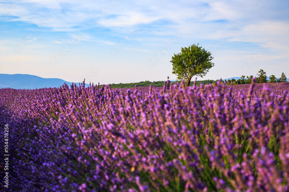 Fototapeta premium Lavender field summer landscape near Sault