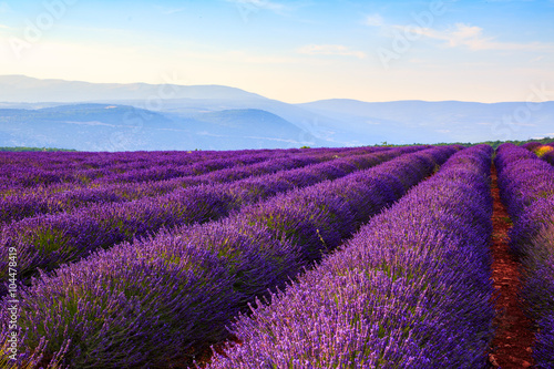 Lavender field summer landscape near Sault