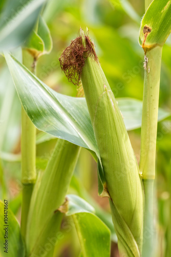 Maize