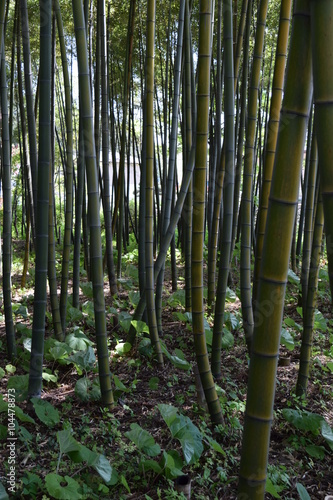 竹林／山形県の庄内地方で、竹林を撮影した写真です。