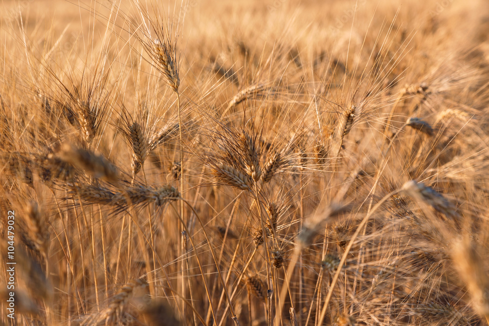 Fototapeta premium Golden wheat field and sunny day