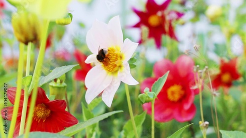 Beautiful bee sits on bright flower in flower bed at summer
