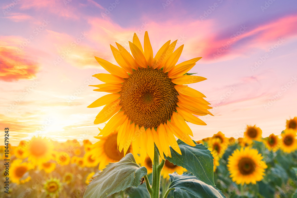 Naklejka premium Sunflower field at sunset