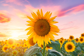 Wandcirkels Zonnebloem Zonnebloemenveld in oranje avondgloed  © Kavita