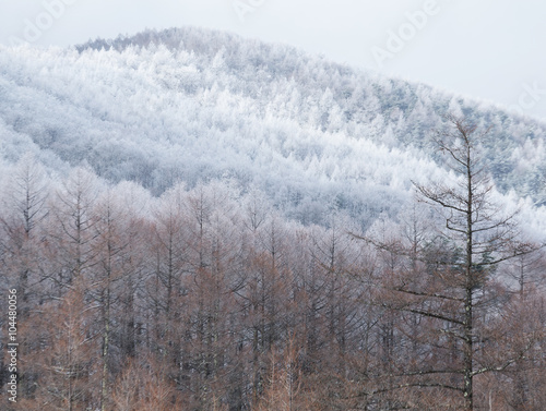 Winter trees on snow