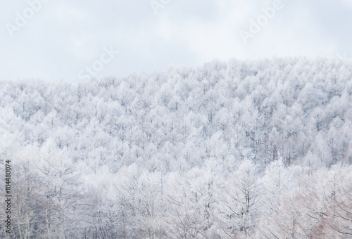 Foggy winter landscape in the mountains © leungchopan