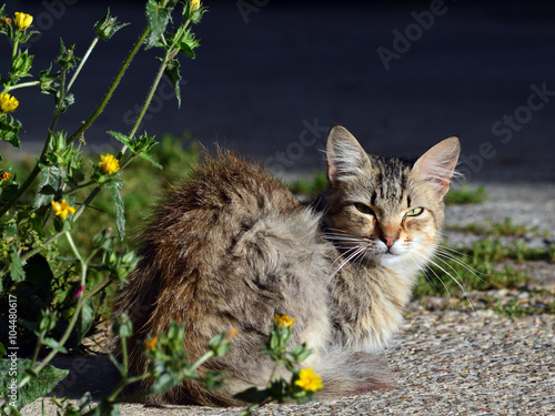 Gato en Andoin - 2 photo