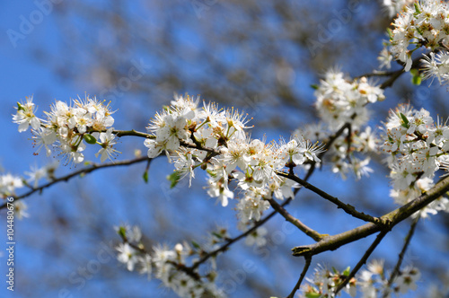 Beautiful white blooming tree branch, spring time