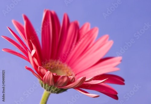 Daisy with blue background