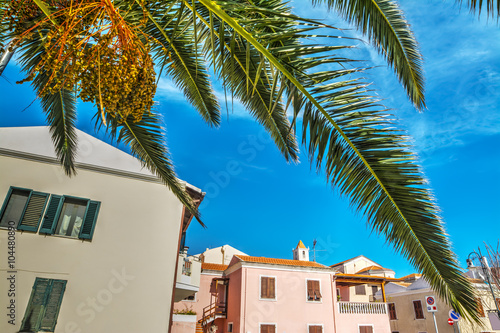palm tree in Stintino