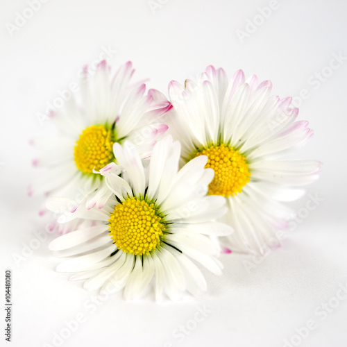 Fototapeta Naklejka Na Ścianę i Meble -  Gänseblümchen