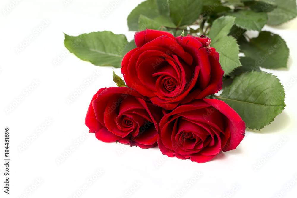 Obraz premium Kırmızı Güller Beyaz Fonda
