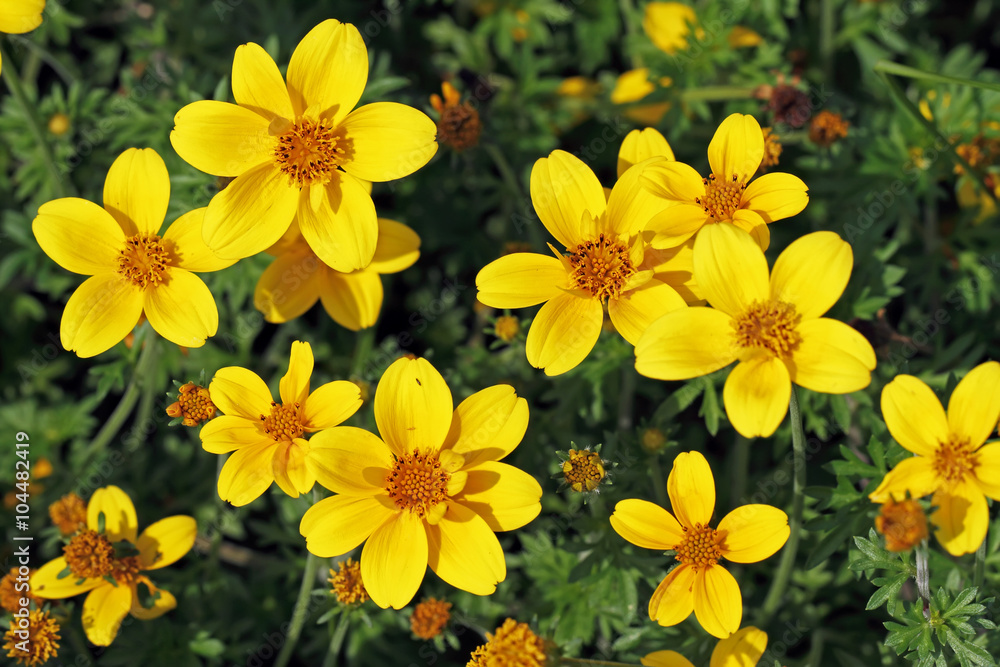 yellow flower yellow flower