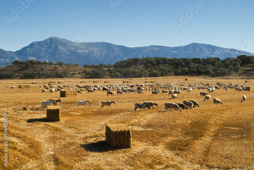 Cuadro en lienzo Sheeps at pasture in Aragon