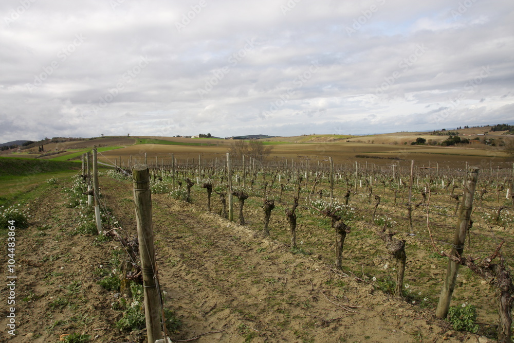 Vigne dans le Razès,Aude Vigne dans le Razès,Aude