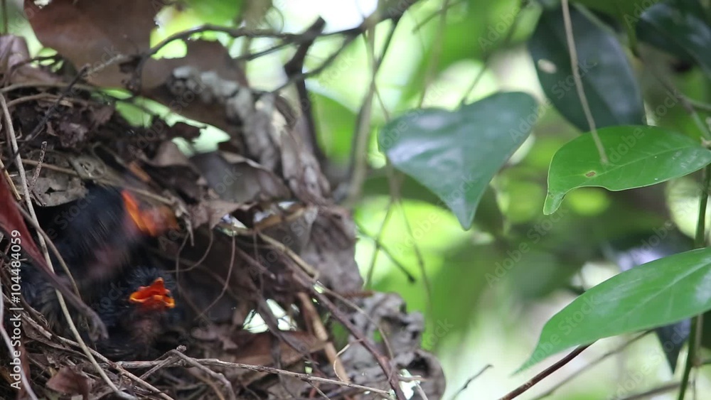 Javan Banded Pitta (Pitta guajana) nesting in Java, Indonesia
Javan Banded Pitta (Pitta guajana) nesting in Java, Indonesia