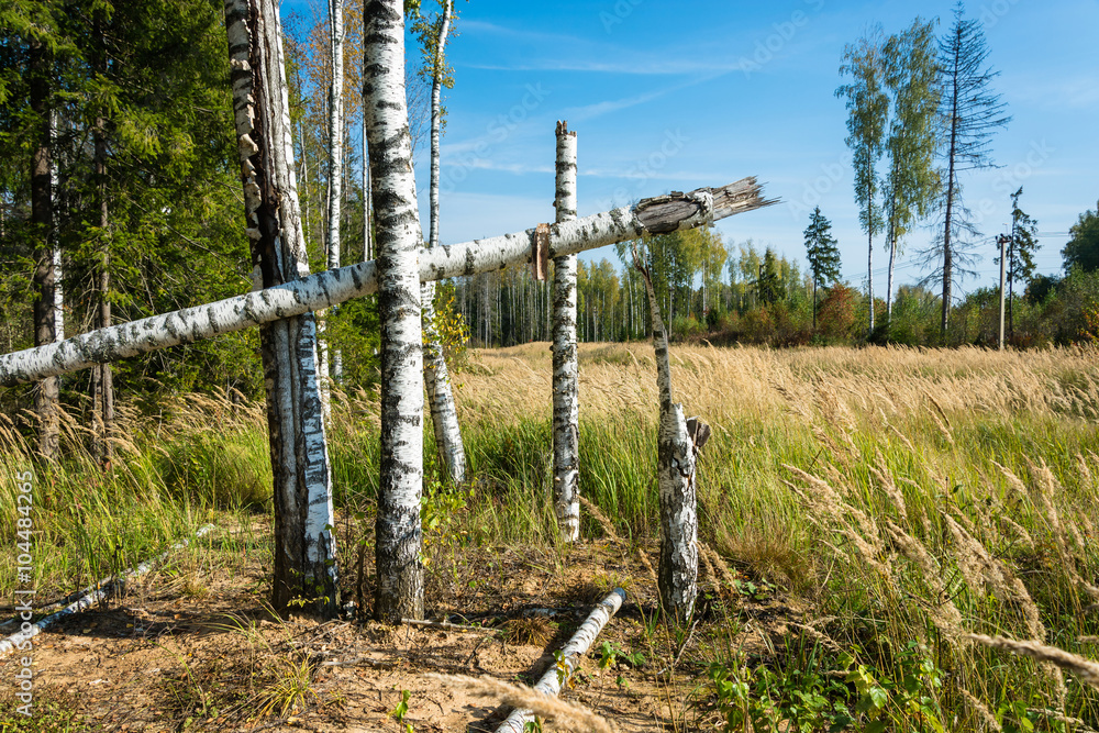 Broken trunks of birch trees. Broken trunks of birch trees.