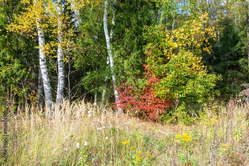 On the edge of the autumn forest.