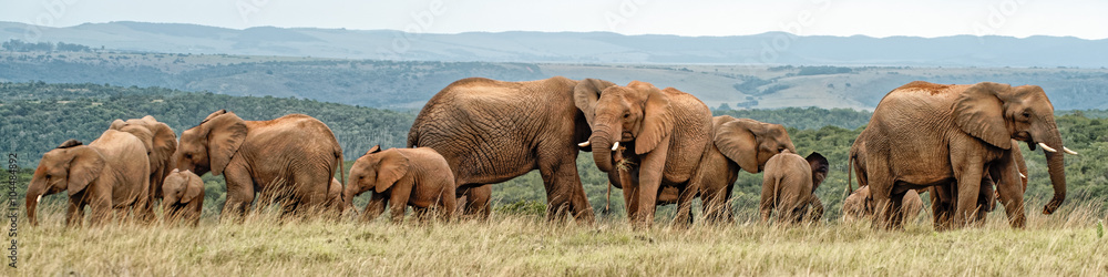 Obraz premium Stado słoni