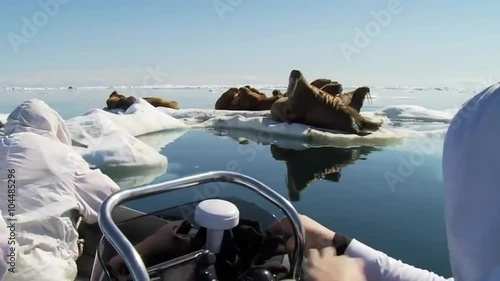 Researchers tranquilize a walrus using a tranquilizer gun.