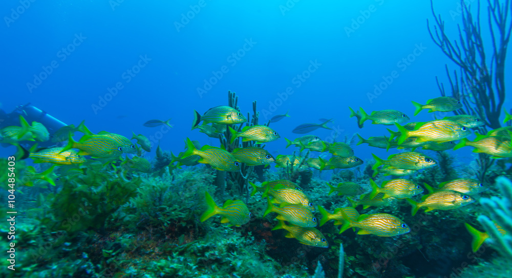 Fototapeta premium Waterfalls in Topes de Collantes