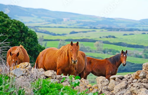 horses in the countryside