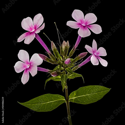 Pink flower phlox  isolated on black background