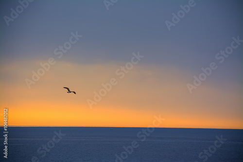 seagull flying over the sea at sunset