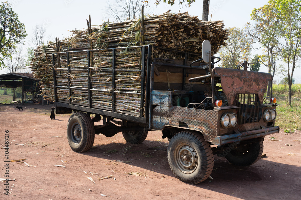 Obraz premium Zuckerrohr Transport