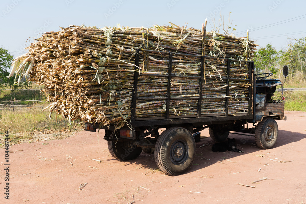Obraz premium Zuckerrohr Transport